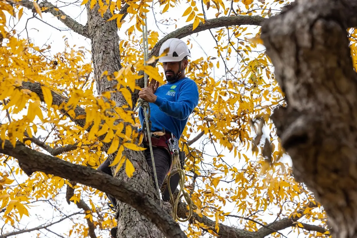 Skilled Tree Transplanting crew working in Fairbank