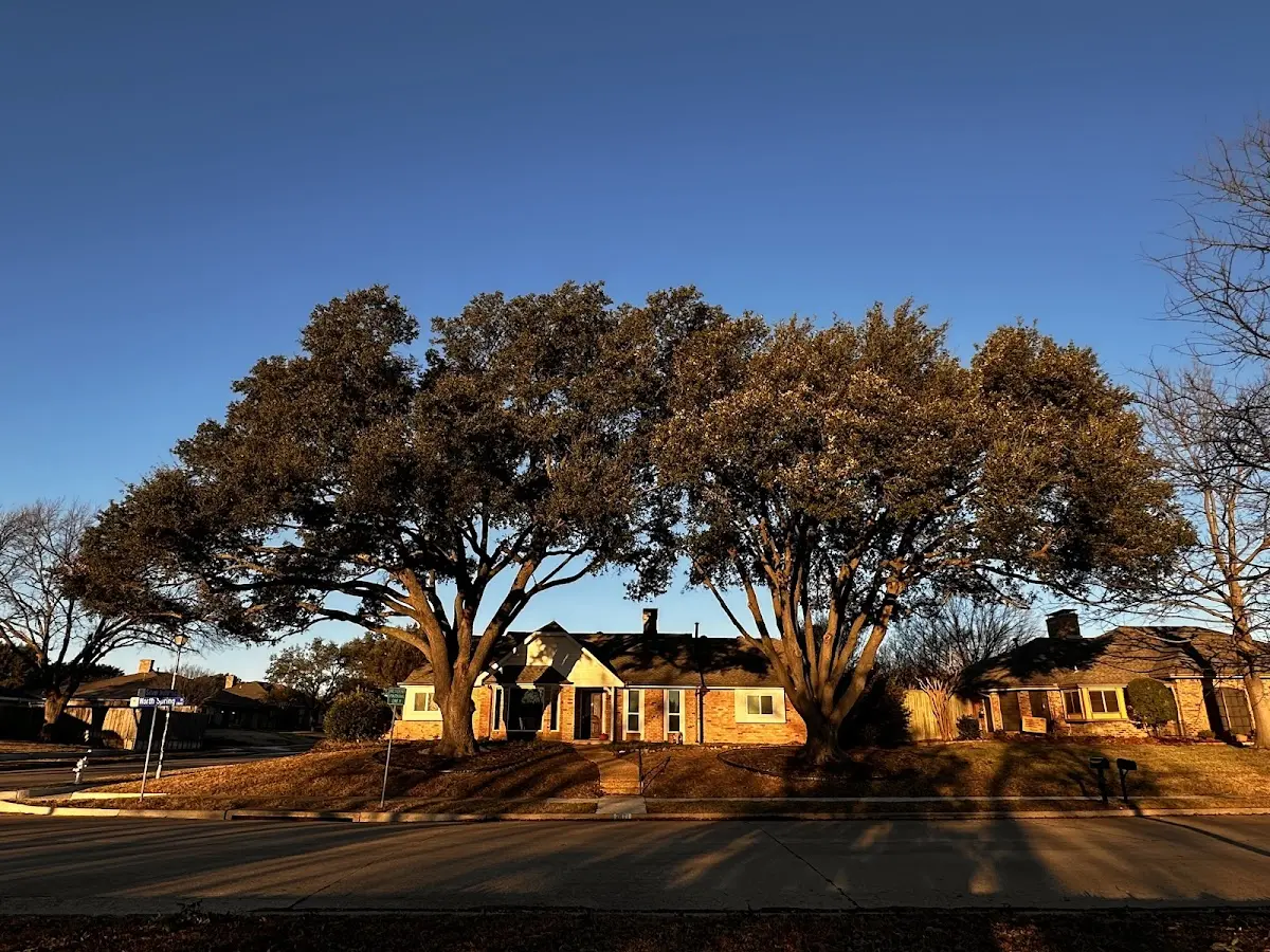 Established residential canopy tree shading a home in Fairbank