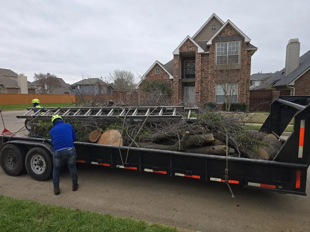 Expert Tree Removal with proper safety equipment in Fairbank